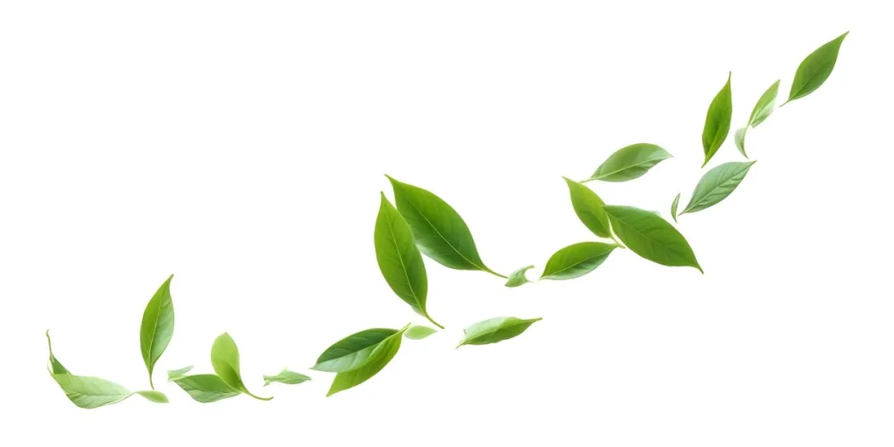 Minimal Soft Studio Light Photography Green Tea Leaves Floating Against A White Background High Detail Solid Bold Color Background 13 351a