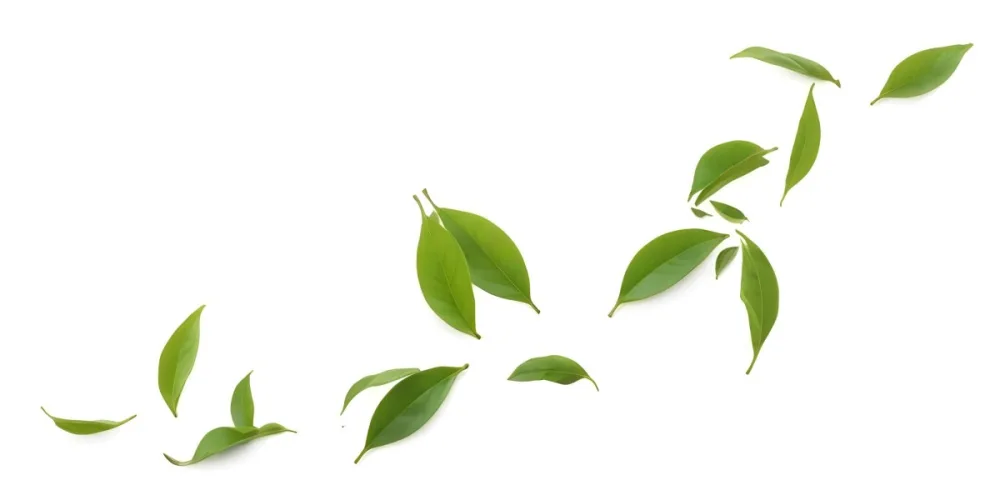 Minimal Soft Studio Light Photography Green Tea Leaves Floating Against A White Background High Detail Solid Bold Color Background 19 3ee2