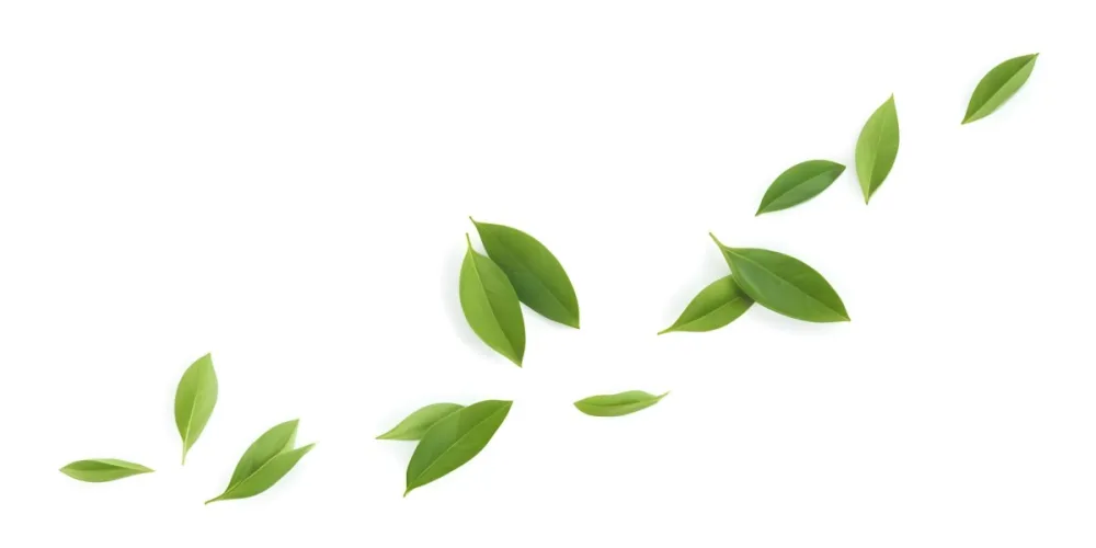 Minimal Soft Studio Light Photography Green Tea Leaves Floating Against A White Background High Detail Solid Bold Color Background 21 15eb