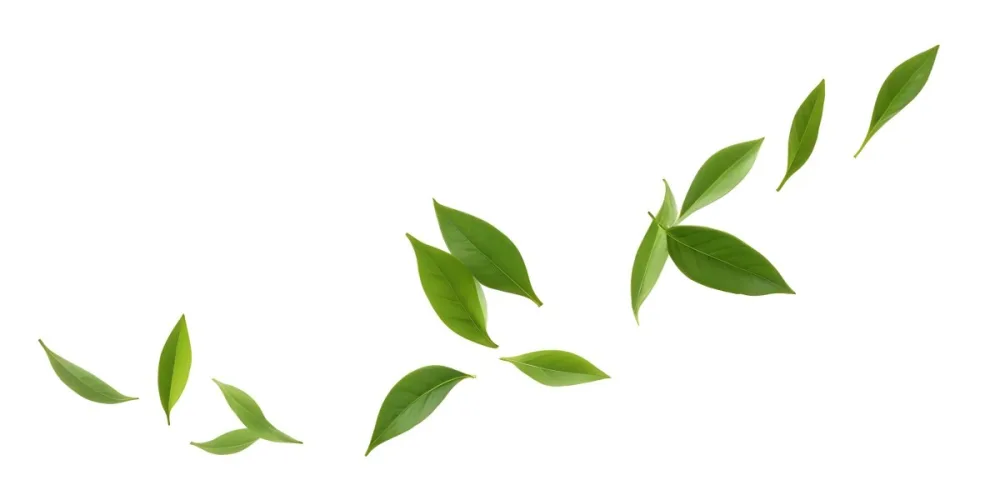 Minimal Soft Studio Light Photography Green Tea Leaves Floating Against A White Background High Detail Solid Bold Color Background 22 7784