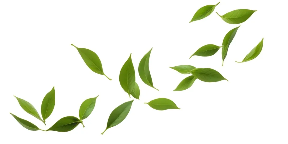 Minimal Soft Studio Light Photography Green Tea Leaves Floating Against A White Background High Detail Solid Bold Color Background 28 7b31