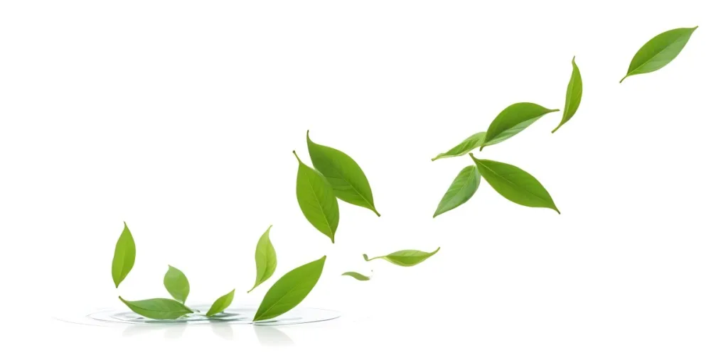 Minimal Soft Studio Light Photography Green Tea Leaves Floating Against A White Background High Detail Solid Bold Color Background 30 1857