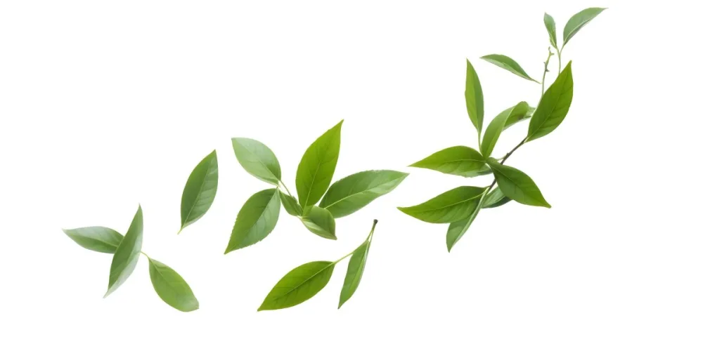 Minimal Soft Studio Light Photography Green Tea Leaves Floating Against A White Background High Detail Solid Bold Color Background 31 A8e5