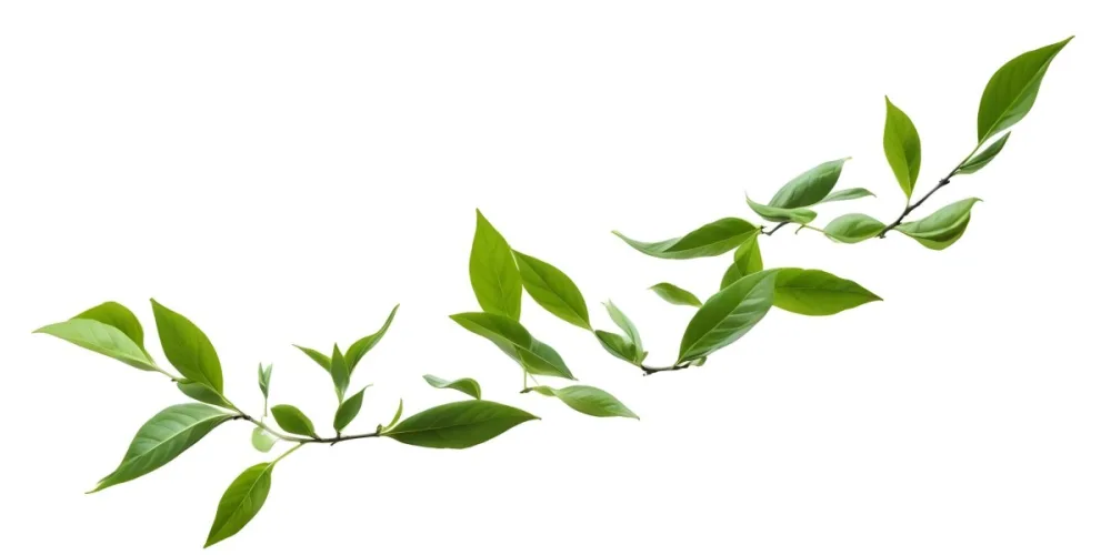 Minimal Soft Studio Light Photography Green Tea Leaves Floating Against A White Background High Detail Solid Bold Color Background 35 7d33