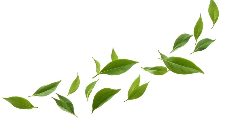 Minimal Soft Studio Light Photography Green Tea Leaves Floating Against A White Background High Detail Solid Bold Color Background 36 5db3