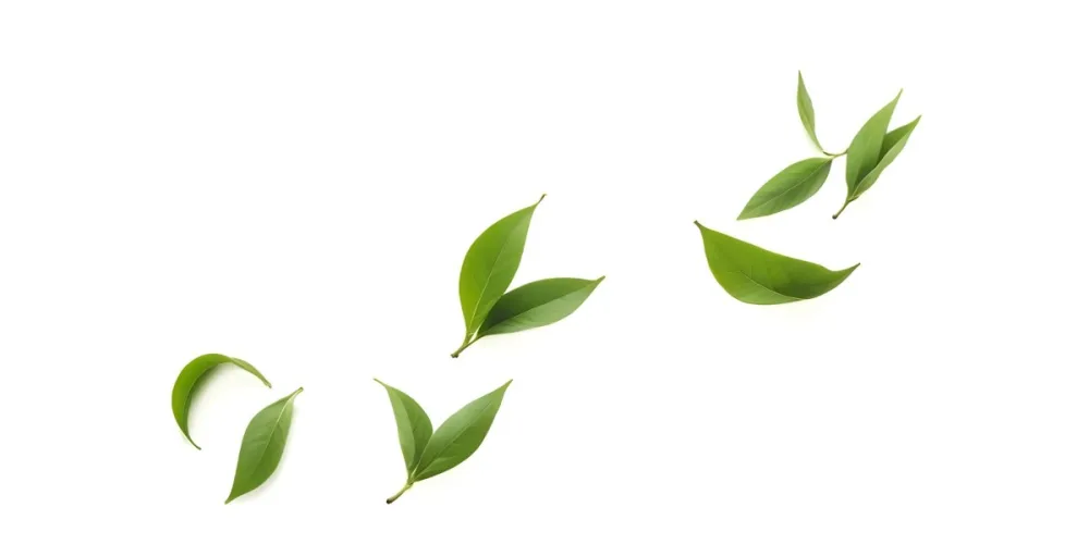 Minimal Soft Studio Light Photography Green Tea Leaves Floating Against A White Background High Detail Solid Bold Color Background 6 8dfc