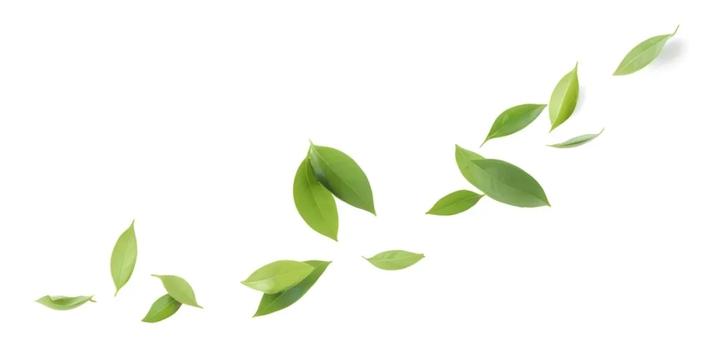 Minimal Soft Studio Light Photography Green Tea Leaves Floating Against A White Background High Detail Solid Bold Color Background 7 55ad