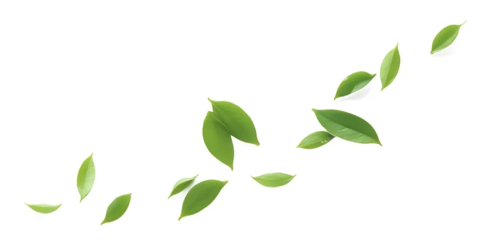 Minimal Soft Studio Light Photography Green Tea Leaves Floating Against A White Background High Detail Solid Bold Color Background 8 899f