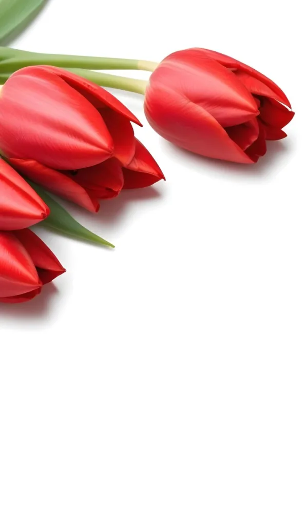 Red Tulips With Green Leaves On A White Background 5 7353
