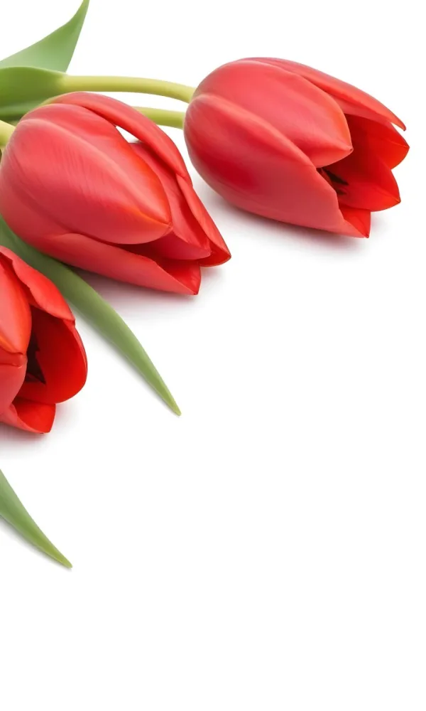 Red Tulips With Green Leaves On A White Background 58 4eef