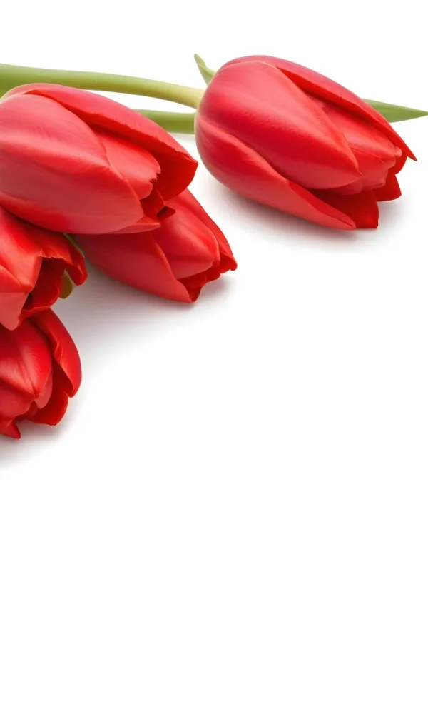 Red Tulips With Green Leaves On A White Background 6 12fc
