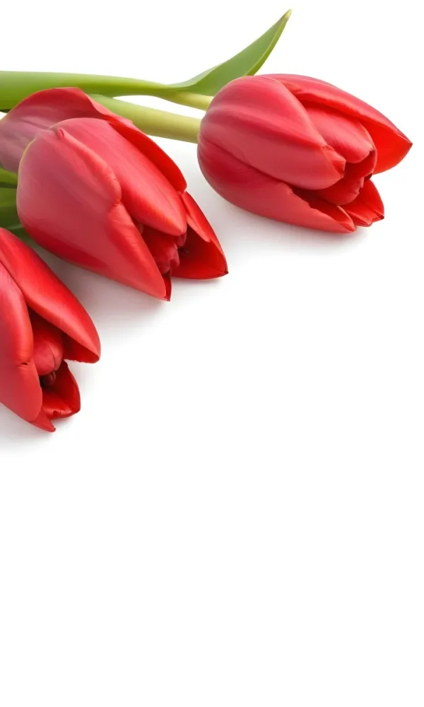 Red Tulips With Green Leaves On A White Background 61 2507