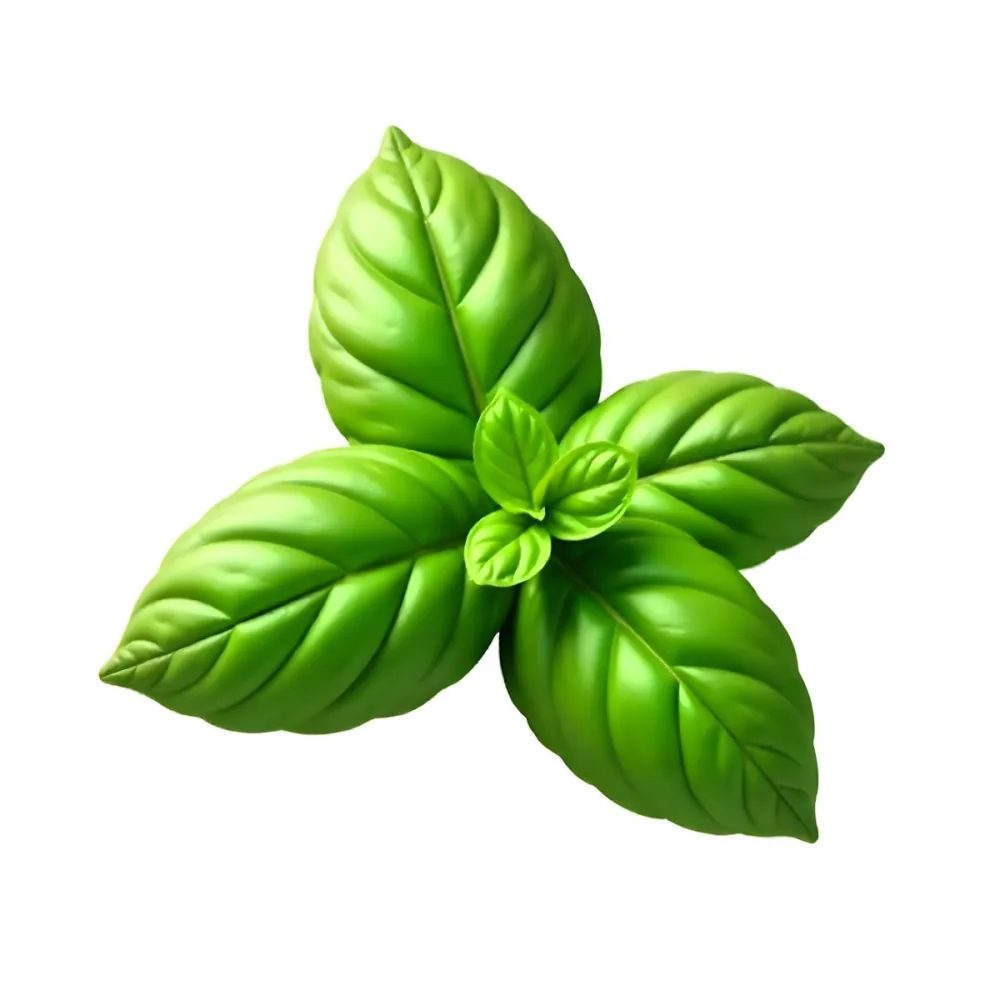 Three Basil Leaves Vibrant Green Color Smooth Texture Arranged In A Triangular Formation Isolated On A White Background Natural Light Culinary Herb 6 Ccfc
