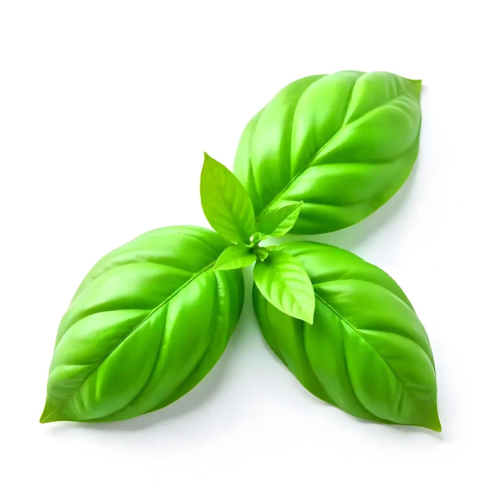 Three Basil Leaves Vibrant Green Color Smooth Texture Arranged In A Triangular Formation Isolated On A White Background Natural Light Culinary Herb 7 6552