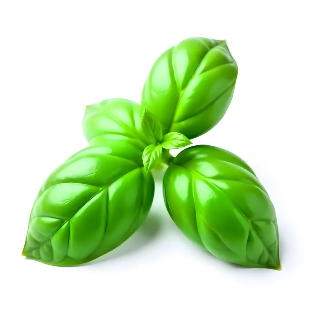 Three Basil Leaves Vibrant Green Color Smooth Texture Arranged In A Triangular Formation Isolated On A White Background Natural Light Culinary Herb 9 9d71