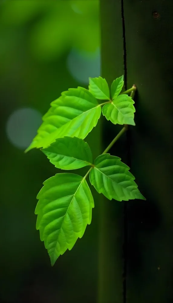 Three Green Leaves Growing From A Tree Trunk The Leaves Are Bright Green And Healthy The Tree Trunk Is Green And Weathered Nature Concept 41 9d0f