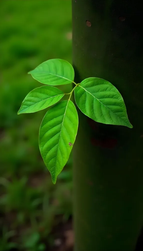 Three Green Leaves Growing From A Tree Trunk The Leaves Are Bright Green And Healthy The Tree Trunk Is Green And Weathered Nature Concept 48 8c1d