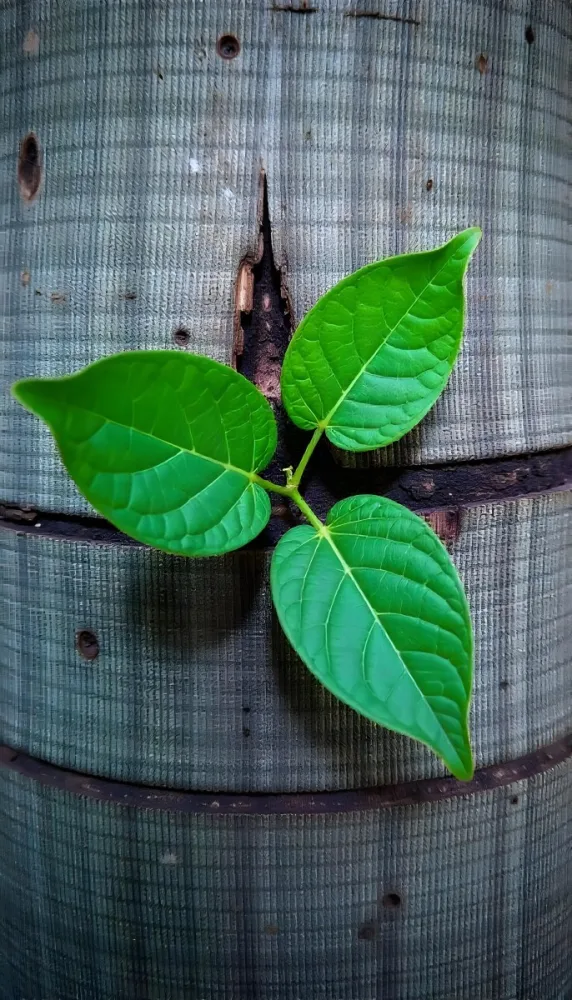 Three Green Leaves Growing From A Tree Trunk The Leaves Are Bright Green And Healthy The Tree Trunk Is Green And Weathered Nature Concept 6 F7b2