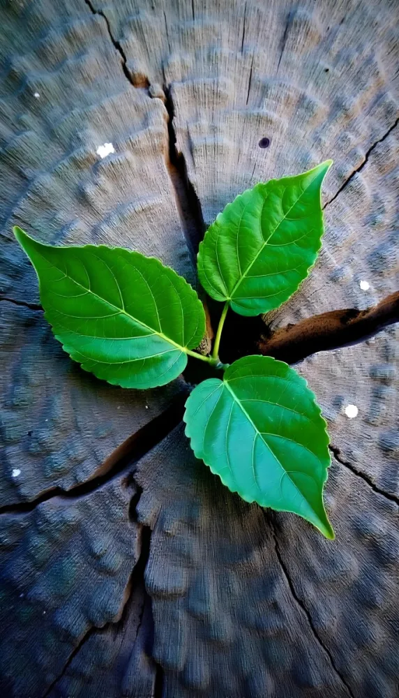 Three Green Leaves Growing From A Tree Trunk The Leaves Are Bright Green And Healthy The Tree Trunk Is Green And Weathered Nature Concept 7 A493