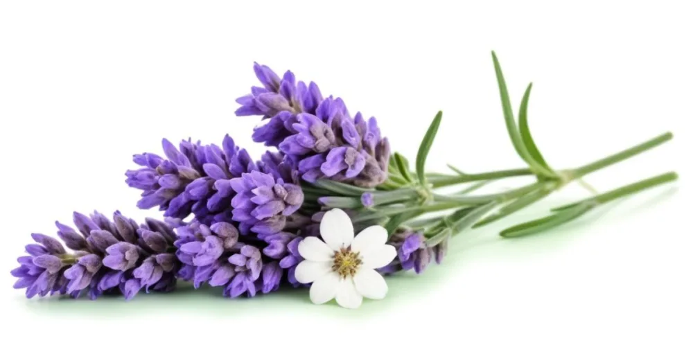 Two Sprigs Of Lavender With White Flowers And Purple Stems Isolated On A Green Background Close Up Shot Natural Light Botanical Photography 1 Eb4a