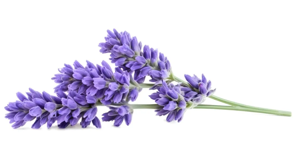 Two Sprigs Of Lavender With White Flowers And Purple Stems Isolated On A Green Background Close Up Shot Natural Light Botanical Photography 11 18cf