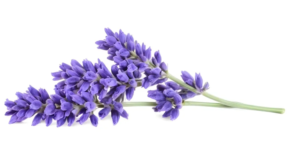 Two Sprigs Of Lavender With White Flowers And Purple Stems Isolated On A Green Background Close Up Shot Natural Light Botanical Photography 14 8ad1