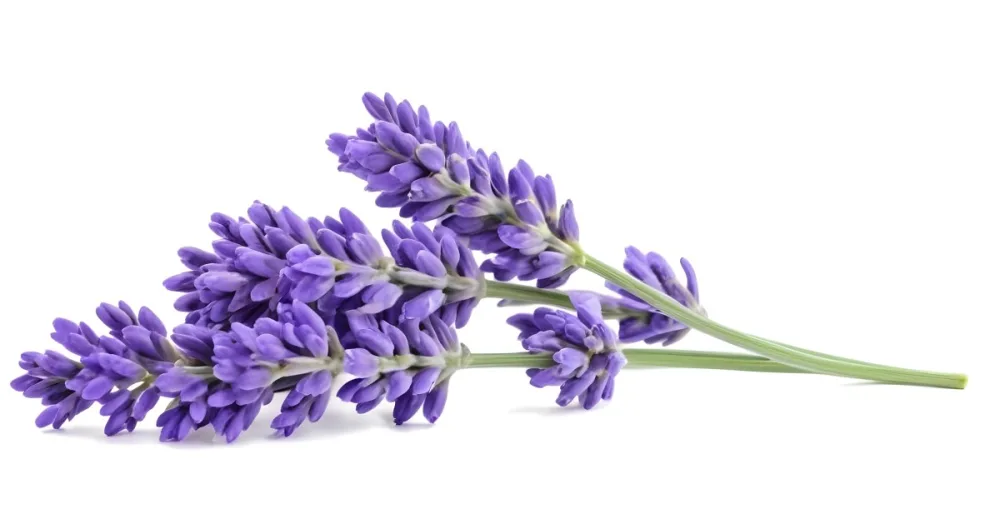 Two Sprigs Of Lavender With White Flowers And Purple Stems Isolated On A Green Background Close Up Shot Natural Light Botanical Photography 15 4966