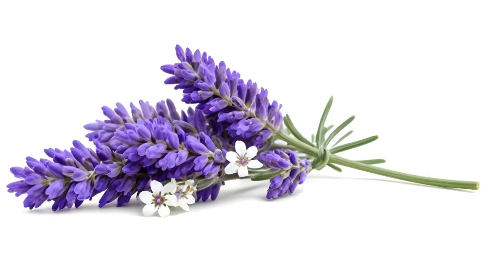 Two Sprigs Of Lavender With White Flowers And Purple Stems Isolated On A Green Background Close Up Shot Natural Light Botanical Photography 17 B427