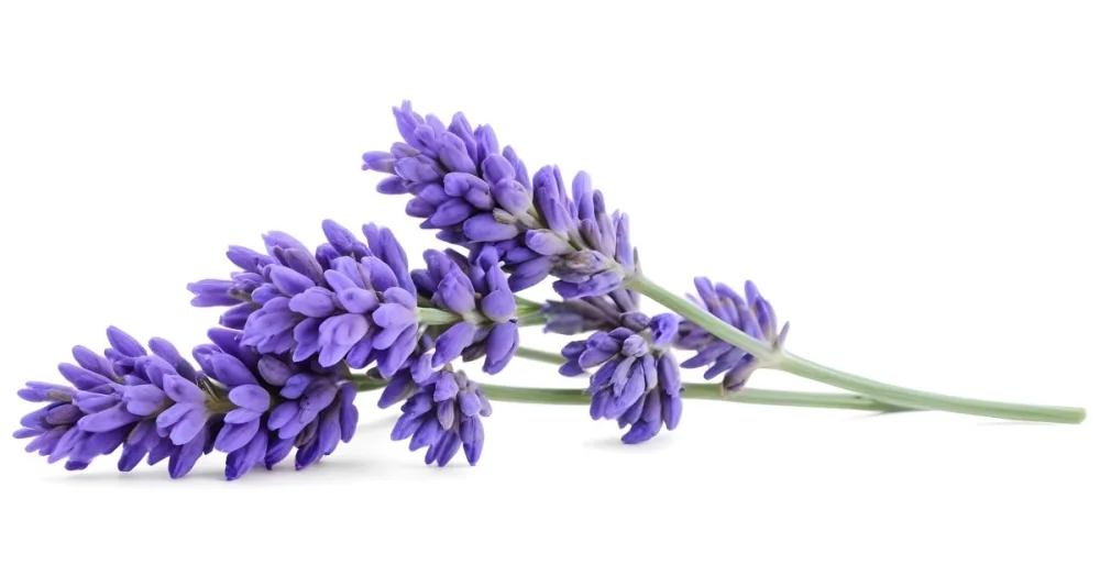 Two Sprigs Of Lavender With White Flowers And Purple Stems Isolated On A Green Background Close Up Shot Natural Light Botanical Photography 18 Bef6
