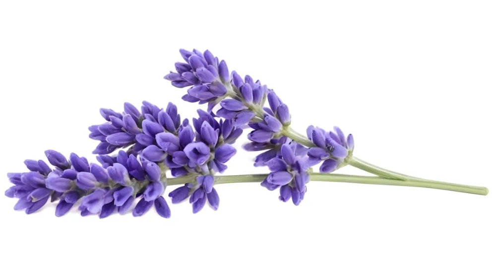 Two Sprigs Of Lavender With White Flowers And Purple Stems Isolated On A Green Background Close Up Shot Natural Light Botanical Photography 2 58ec