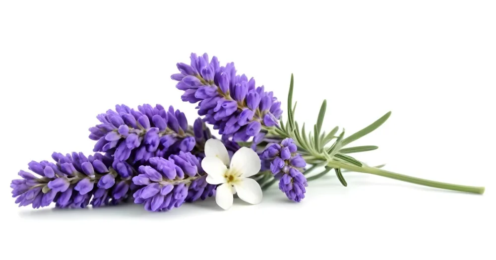 Two Sprigs Of Lavender With White Flowers And Purple Stems Isolated On A Green Background Close Up Shot Natural Light Botanical Photography 20 E98c