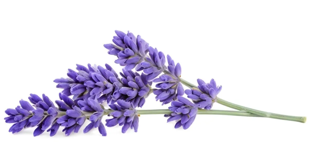 Two Sprigs Of Lavender With White Flowers And Purple Stems Isolated On A Green Background Close Up Shot Natural Light Botanical Photography 5 6a5d