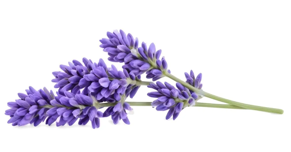 Two Sprigs Of Lavender With White Flowers And Purple Stems Isolated On A Green Background Close Up Shot Natural Light Botanical Photography 6 2934