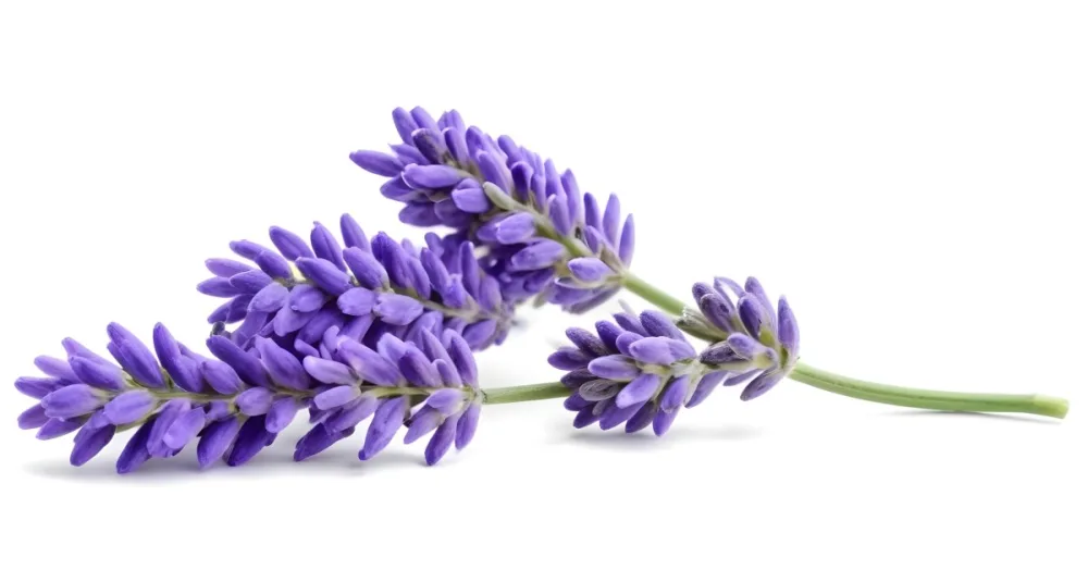Two Sprigs Of Lavender With White Flowers And Purple Stems Isolated On A Green Background Close Up Shot Natural Light Botanical Photography 7 560d