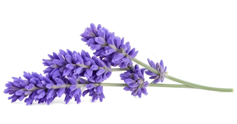 Two Sprigs Of Lavender With White Flowers And Purple Stems Isolated On A Green Background Close Up Shot Natural Light Botanical Photography 8 0135