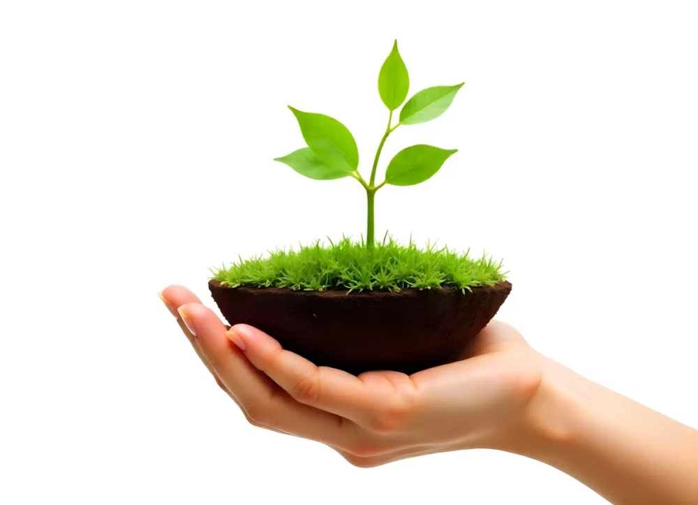 A Hand Holding A Half Earth With A Plant Growing Inside The Other Half Of The Earth Floating Above White Background 4 3bb1