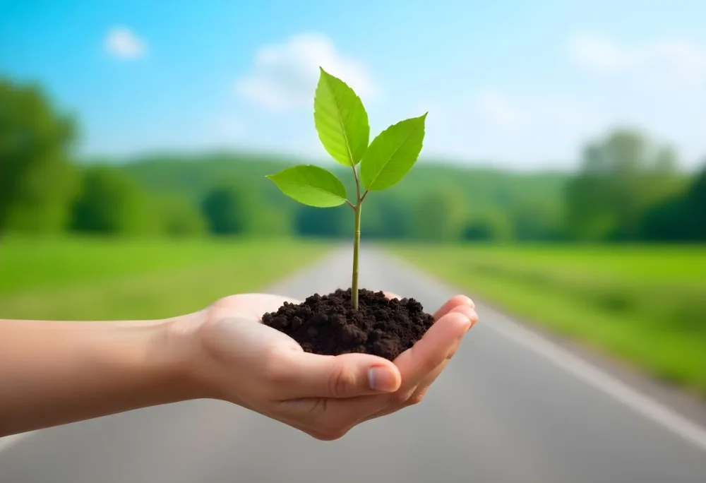 A Hand Holding A Small Tree With Green Leaves And Brown Soil With A Blurred Background Of A Road And A Blue Sky 5 6223