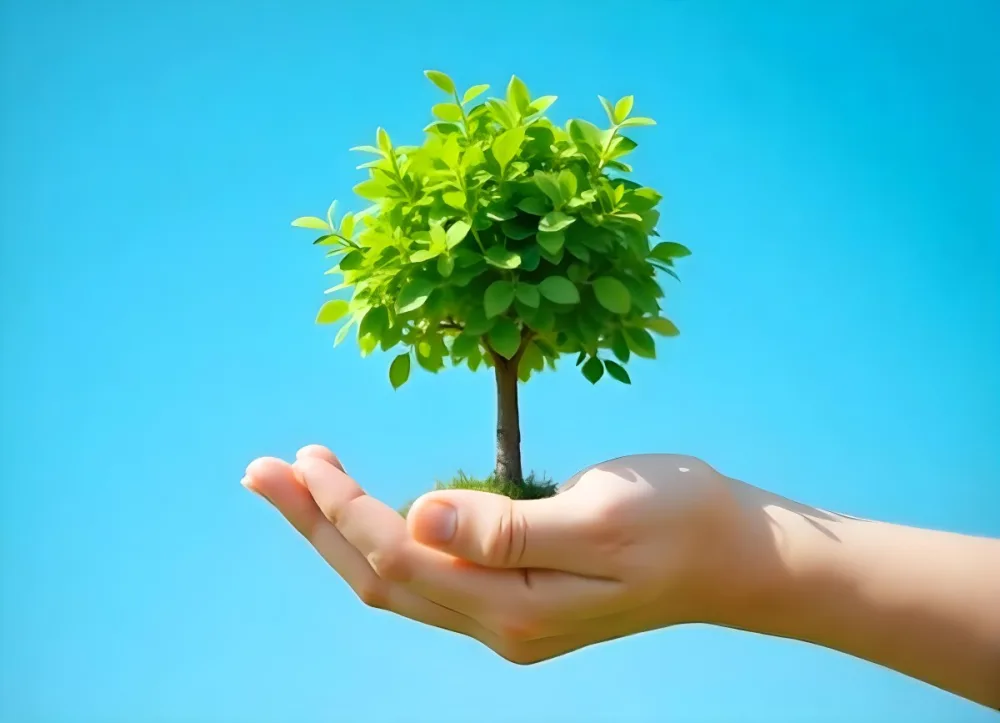 A Hand Holding A Tree With Green Leaves Blue Sky Background The Tree Is Small And Has A Round Shape The Hand Is Light Skin 4 B347