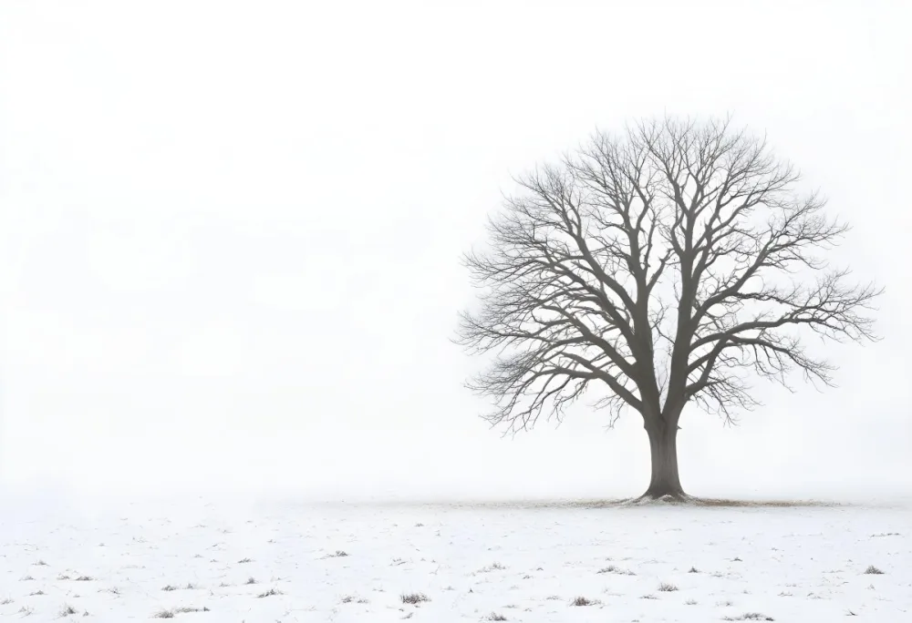A Lone Bare Tree In A Snowy Field On A Foggy Winter Day 13 9583