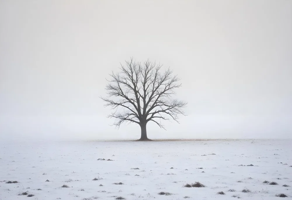 A Lone Bare Tree In A Snowy Field On A Foggy Winter Day 16 Fca3