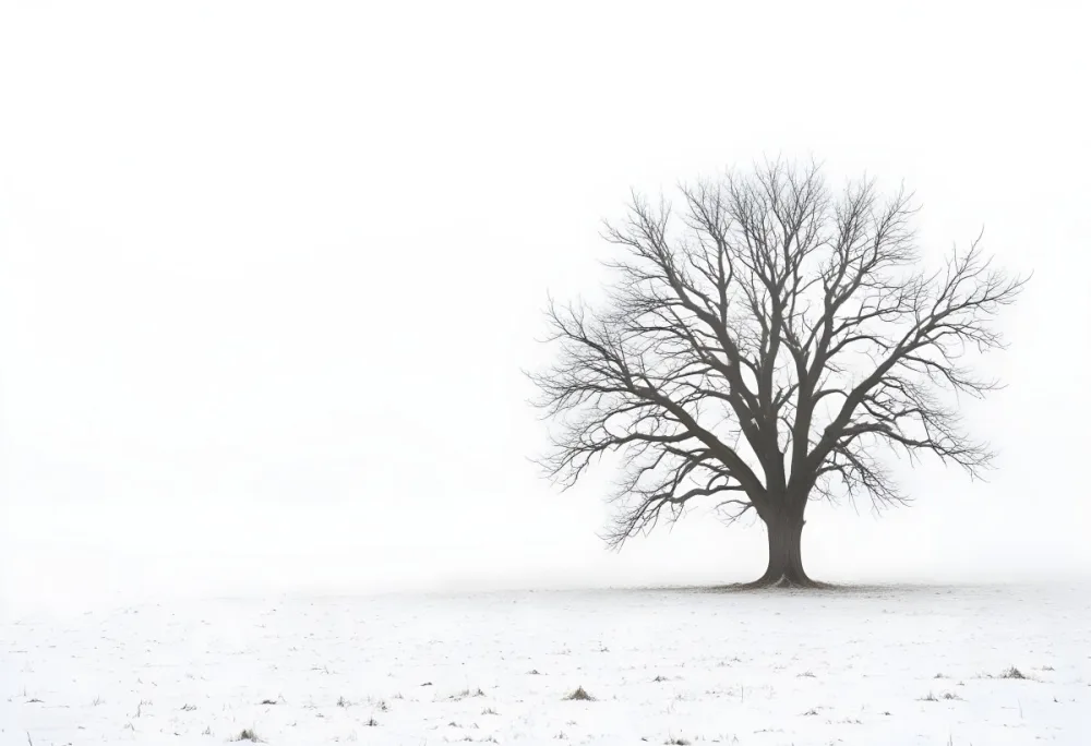 A Lone Bare Tree In A Snowy Field On A Foggy Winter Day 20 115a