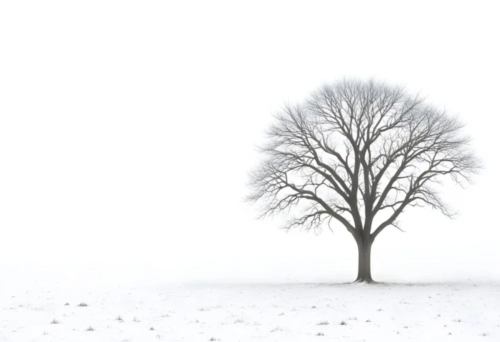 A Lone Bare Tree In A Snowy Field On A Foggy Winter Day 22 0925