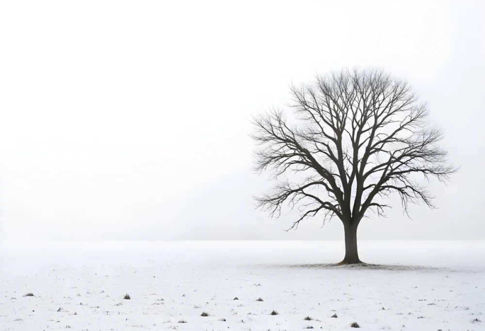 A Lone Bare Tree In A Snowy Field On A Foggy Winter Day 24 0e59