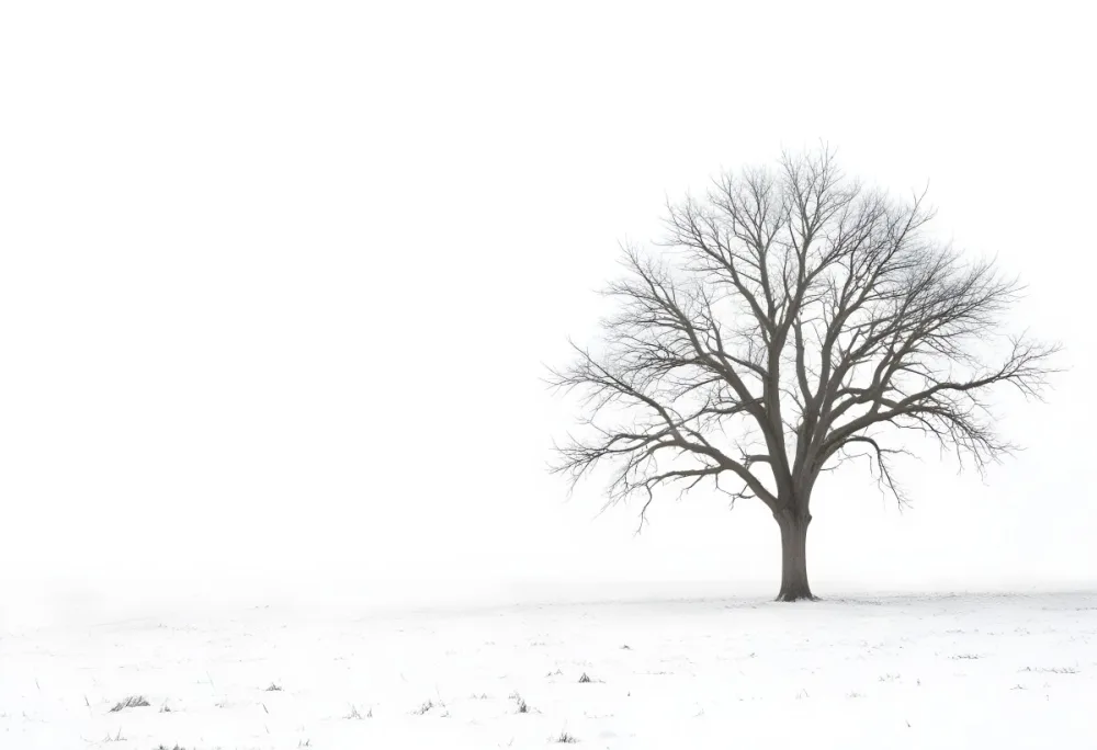 A Lone Bare Tree In A Snowy Field On A Foggy Winter Day 26 De3e