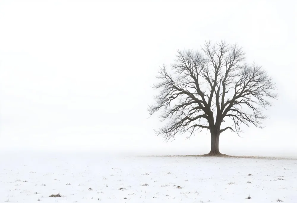 A Lone Bare Tree In A Snowy Field On A Foggy Winter Day 3 9d6f