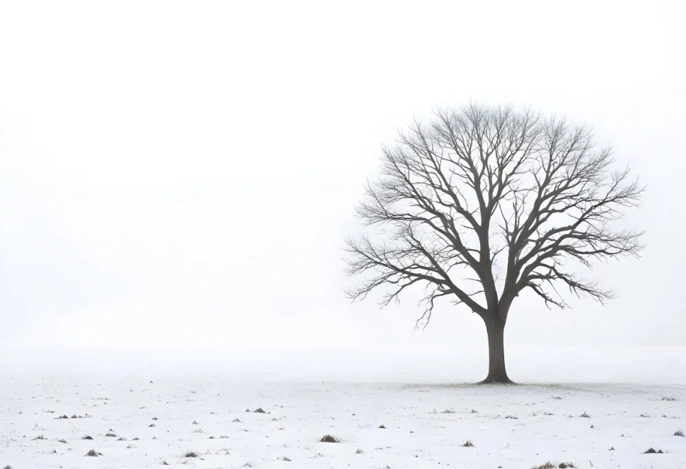 A Lone Bare Tree In A Snowy Field On A Foggy Winter Day 8 6086