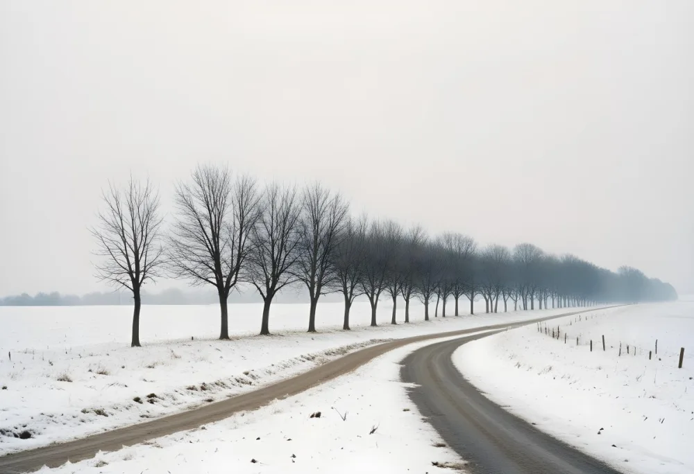 A Row Of Bare Trees Lining A Snowy Rural Road On An Overcast Winter Day 9 512d