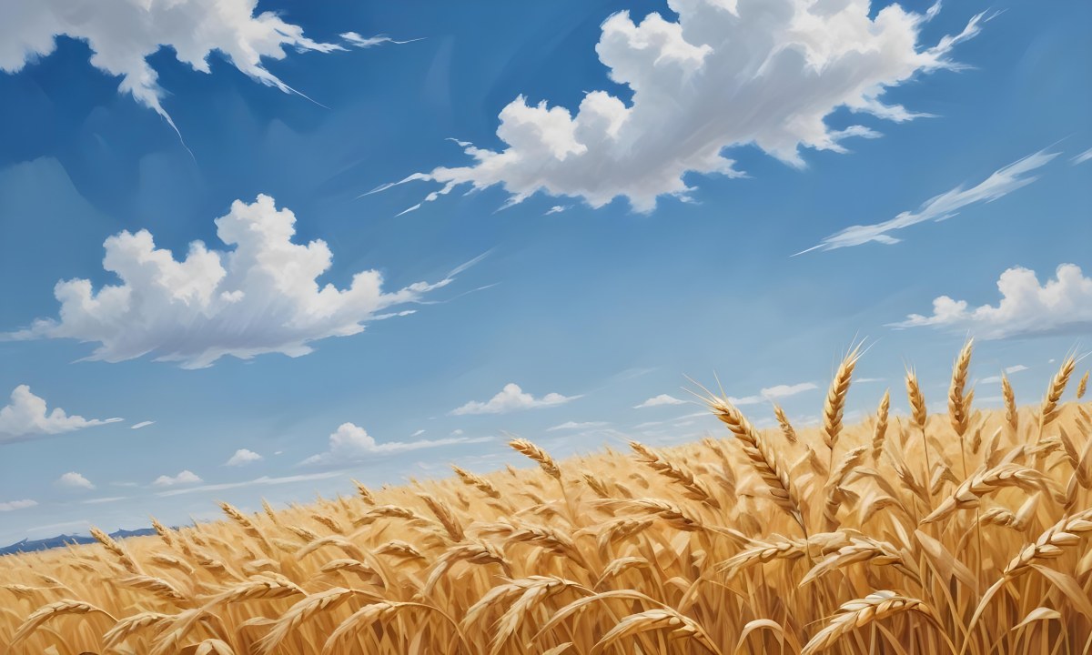 Golden Wheat Field With Tall Stalks Against A Backdrop Of Blue Sky And Fluffy White Clouds 5 5afc