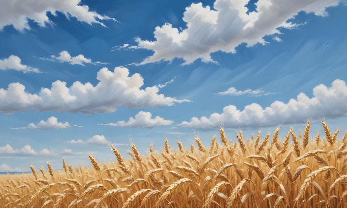Golden Wheat Field With Tall Stalks Against A Backdrop Of Blue Sky And Fluffy White Clouds 9 7641