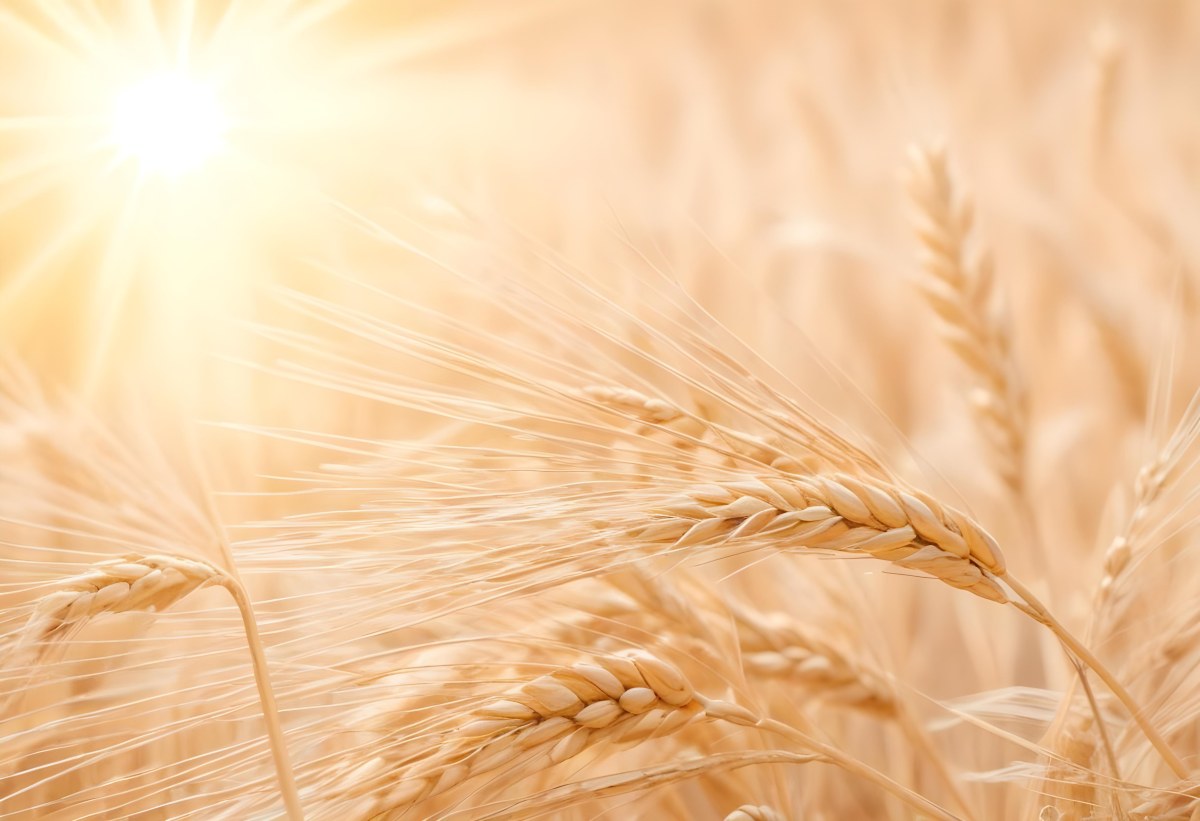Golden Wheat Stalks Illuminated By Sunlight With A Soft Blurred Background Of More Wheat The Light Creates A Warm Glowing Effect 10 2424